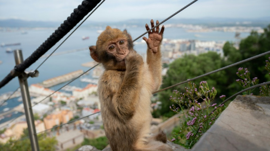 Gibraltar monkeys eat soil in junk food detox: study