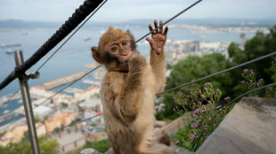 Gibraltar monkeys eat soil in junk food detox: study
