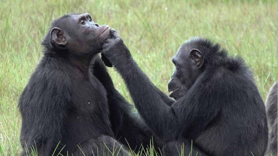 Forscher: Schimpansen nutzen offenbar heilende Stoffe in Insekten bei Verletzungen