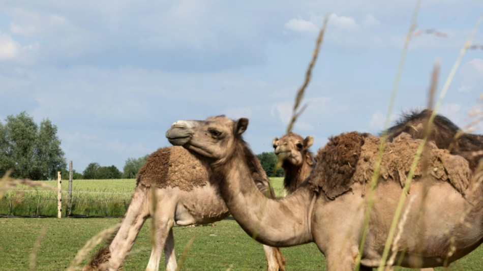 Au pays du maroilles, un &eacute;leveur parie sur le lait de chamelle