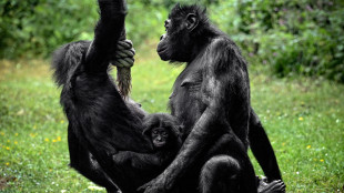 Lo Zoo di Wuppertal saluta il bonobo pi&ugrave; vecchio del mondo