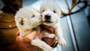 Científicos en EEUU dan vida a lobo gigante con genes de una especie extinta