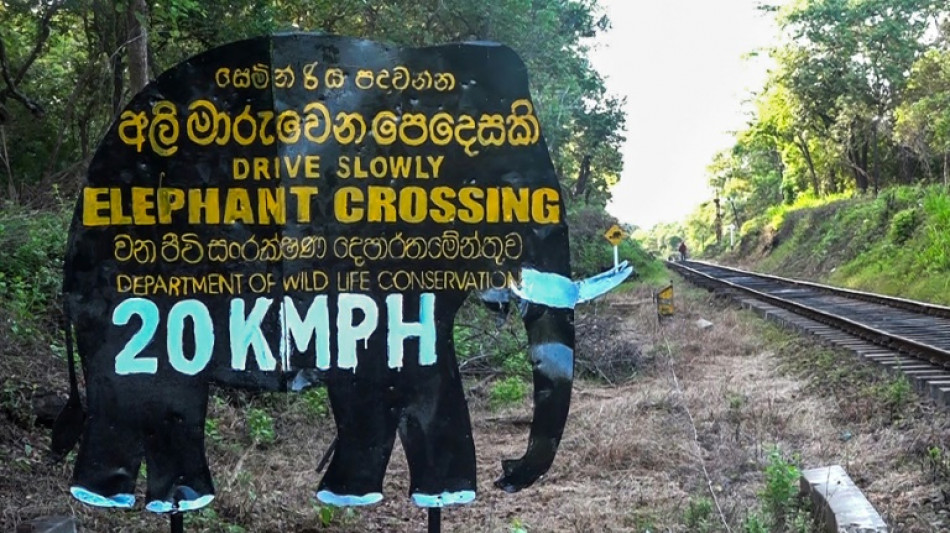 Au Sri Lanka, encore un éléphant sauvage tué par un train
