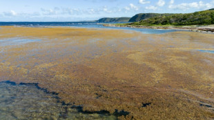 Algues en Guadeloupe: l'ann&eacute;e s'annonce charg&eacute;e en sargasses
