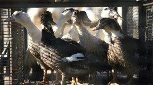 La vaccination contre la grippe aviaire? Une "bouée de sauvetage" espérée par les éleveurs landais 