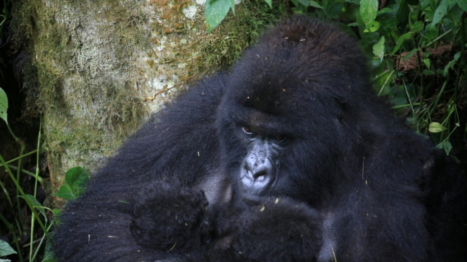 &Auml;u&szlig;erst selten: Erneute Geburt von Berggorilla-Zwillingen in DR Kongo