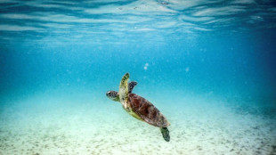 La Gran Barrera de Coral corre riesgo de "colapso", alertan cient&iacute;ficos