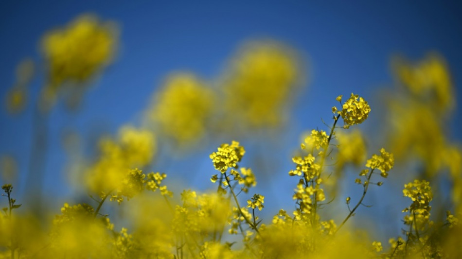 Studie: Raps&ouml;l weiterhin beliebtestes Speise&ouml;l in Deutschland