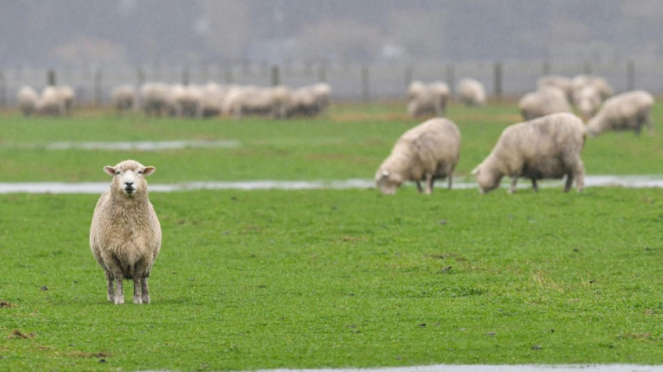 Autofahrer prallt in Baden-W&uuml;rttemberg in Schafherde - zwei Tiere tot