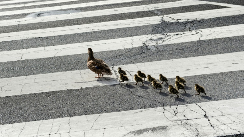 Polizisten retten in Hessen verwaiste Entenküken von Autobahn