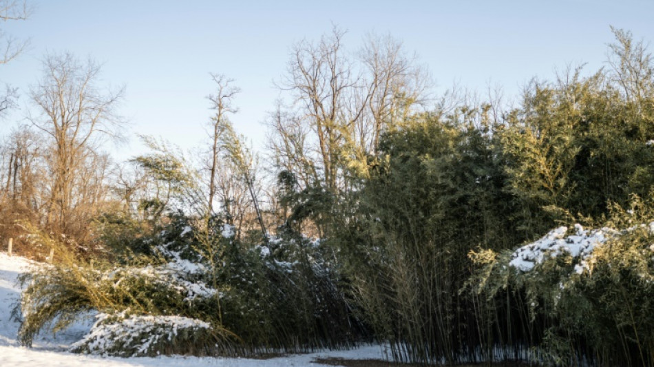 Mehrere Meter hoher Bambus: Streit zwischen hessischen Nachbarn besch&auml;ftigt BGH