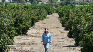 Agricultores advierten que redadas de Trump amenazan seguridad alimentaria de EEUU