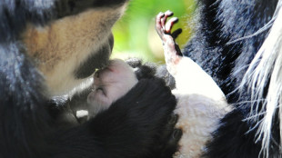 Primeiro beijo pode remontar a 21 milhões de anos, dizem cientistas britânicos