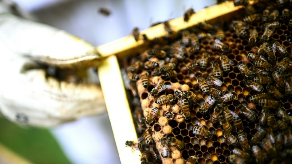 Frankreich: Eine Million Unterschriften für Petition gegen Wiedereinführung von Pestizid