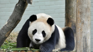 Hard to bear: UK's only pandas return to China