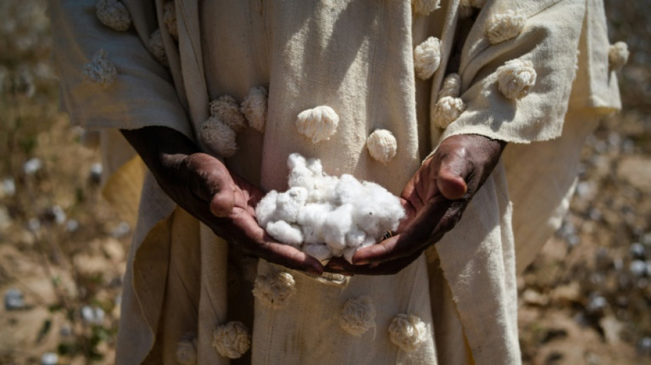 Les champs de coton malien sous le nuage des sanctions