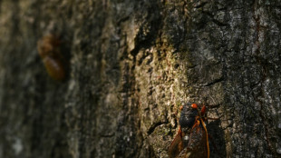 Seventeen years later, Brood XIV cicadas emerge in US