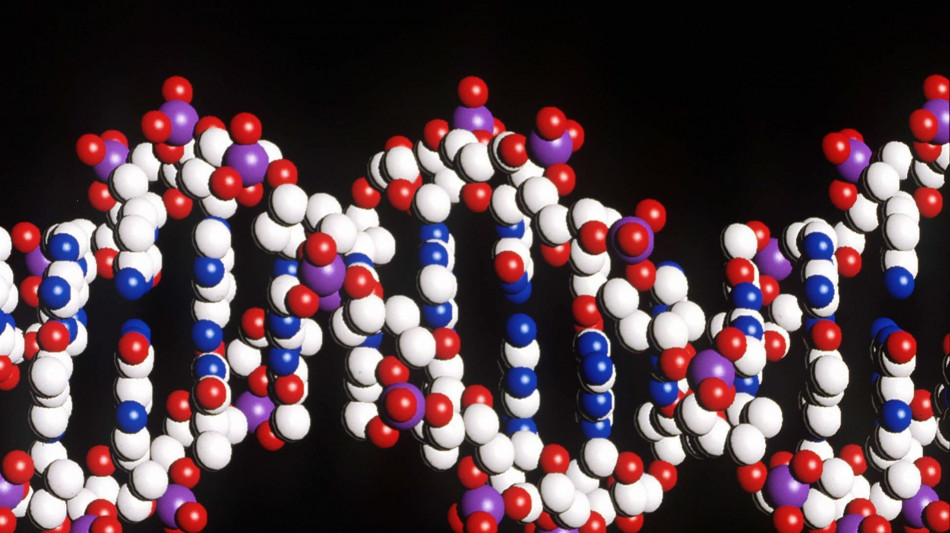 Individuato un gene alleato dei tumori, li aiuta a riparare il loro Dna