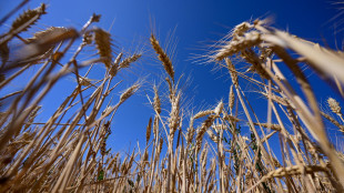 Istat, nel 2023 1,1 milioni di aziende agricole, stabili sul 2020