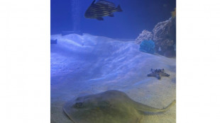 'Virgin' stingray expecting offspring in small-town US aquarium