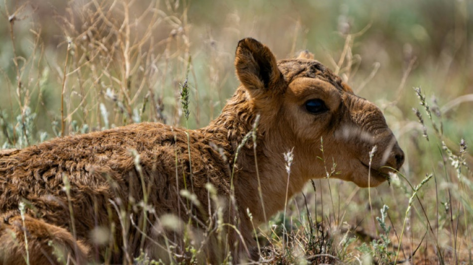 Kazakhstan: autorisation de la chasse aux antilopes sa&iuml;gas, un temps menac&eacute;es