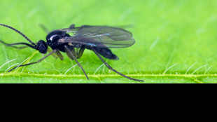 A Singapore scoperte 115 nuove specie di moscerini dei funghi