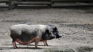 La pedicura para cerdos, el "exitoso" negocio de una quiosquera en Francia