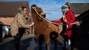 Contre le stress, des éleveurs anglais proposent des séances de câlins avec leurs vaches