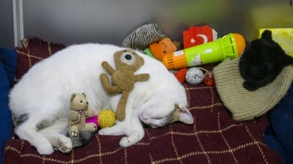 Mi-chats mi-pachas: Istanbul sous la griffe de ses f&eacute;lins