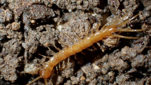 Cruciaux pour la santé des sols, des mille-pattes menacés d'extinction en France