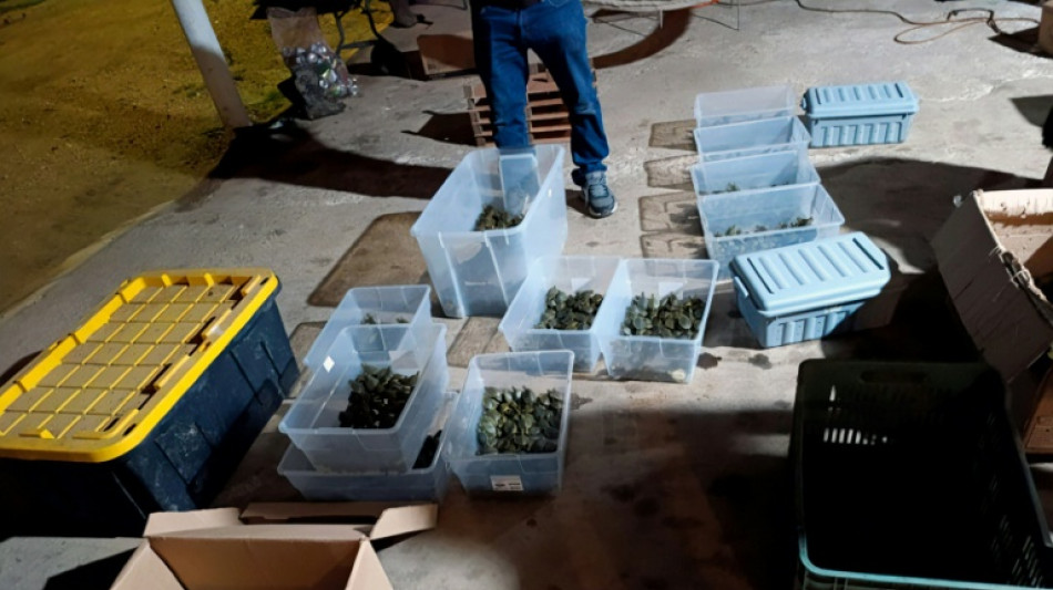 Rescatan en México 3.427 crías de tortuga que eran traficadas