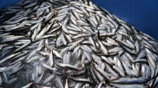 Erstmals nachgewiesen: Heringe kehren zum Laichen an Geburtsort zurück