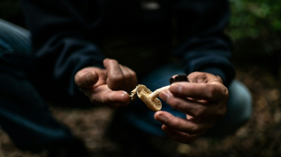 Weltnaturschutzunion: Hunderte für Ökosystem wichtige Pilzarten vom Aussterben bedroht