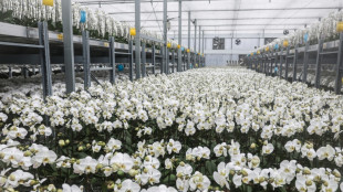 Produtores de orquídeas de Taiwan resistem enquanto tarifas dos EUA disparam