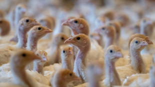 Lidl setzt neue Ziele für mehr Frischfleisch aus höheren Tierhaltungsklassen