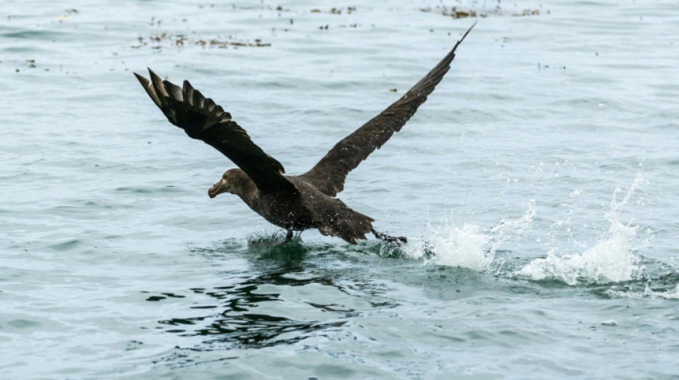 Premier cas de grippe aviaire H5 d&eacute;tect&eacute; en Australie