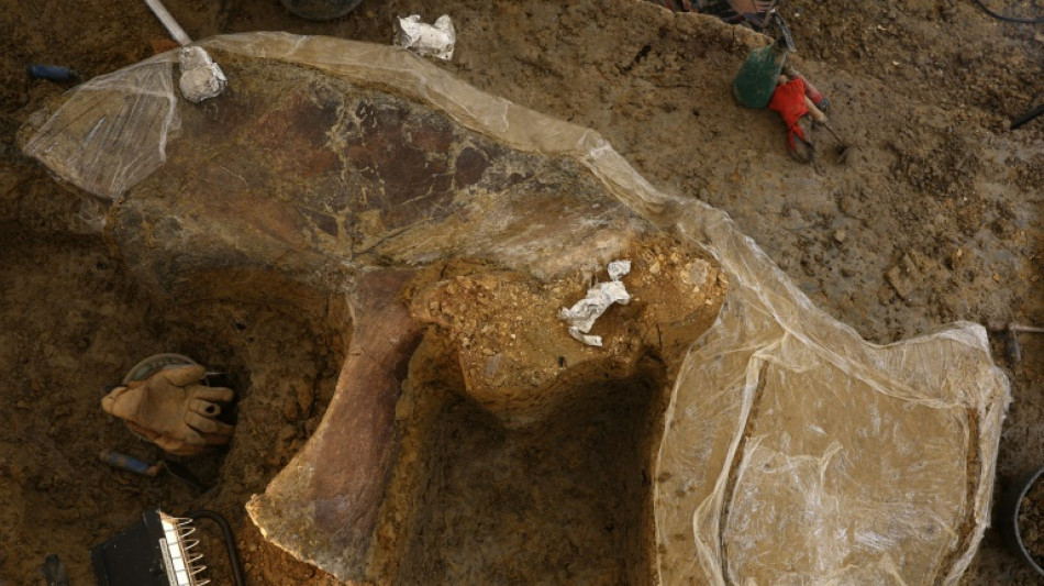 Une nouvelle espèce de dinosaure continue de sortir de terre en Charente