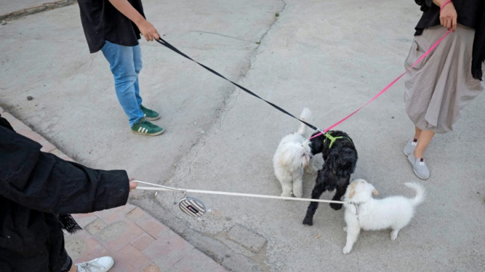 Iran: plusieurs villes interdisent de promener les chiens