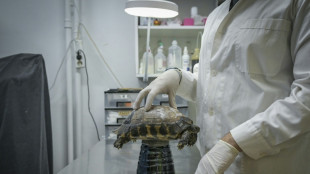 En Grèce, les animaux sauvages victimes des incendies et de la canicule