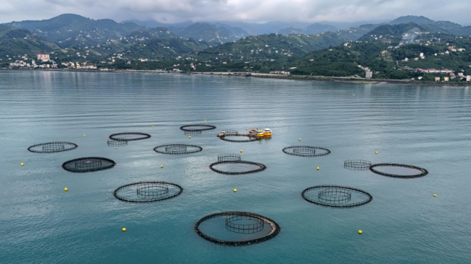 Le "saumon turc", nouvel or rose de la mer Noire