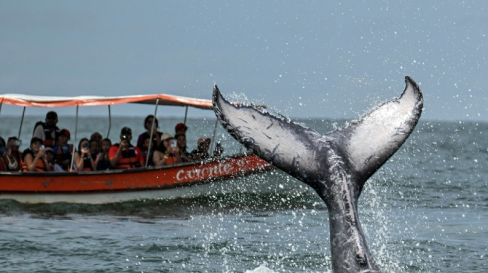 Humpback whales make record swims between Australia and Brazil