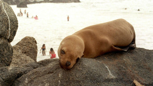 Le ondate di calore marino rimodellano la vita negli oceani