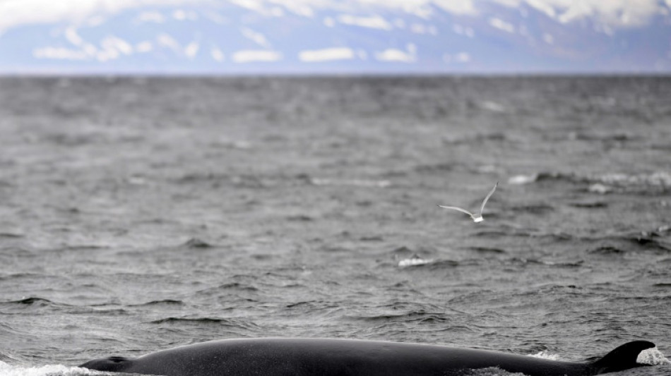 Iceland to end whaling as demand dwindles 
