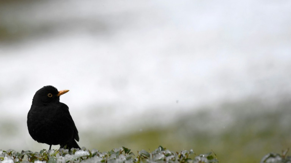Zählung von Naturschützern: Zahl der Gartenvögel in Deutschland weiter gesunken