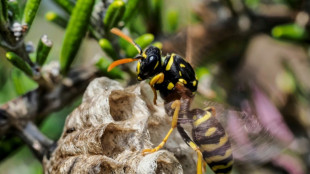 La guêpe à papier cultive la différence