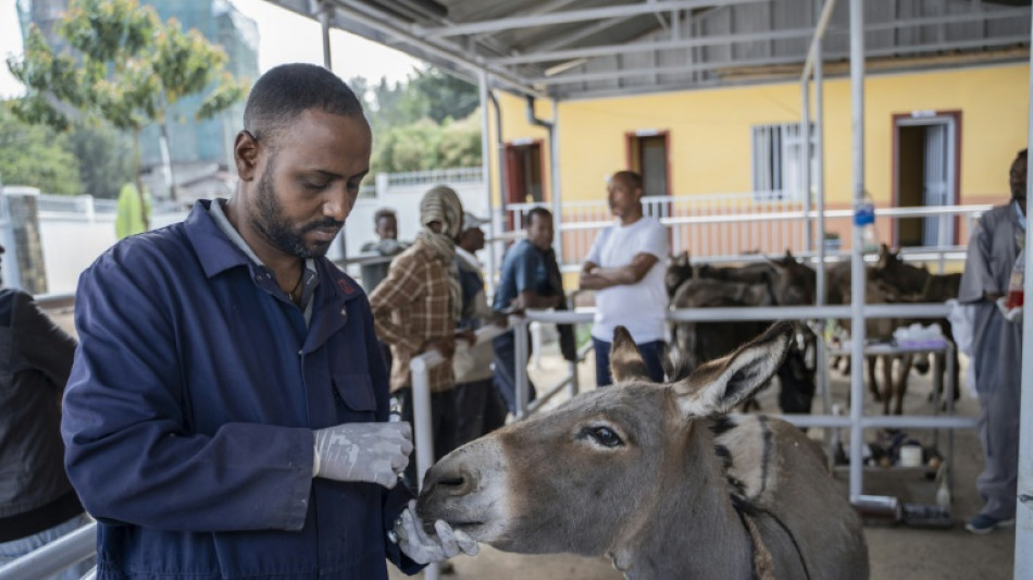 En Ethiopie, une clinique pour remettre des ânes sur pattes
