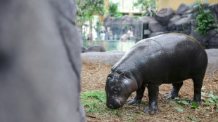 Toni, hippopotame pygmée, nouvelle recrue du zoo de Mulhouse