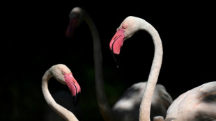 Rosa Methusalem: Berliner Zoo trauert um mit 75 Jahren verstorbenen Flamingo Ingo