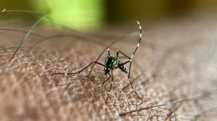 Chikungunya, dengue, West Nile... Les cas continuent à augmenter en métropole