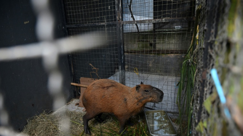 Ocho detenidos por apalear a un capibara en Rio de Janeiro